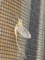 Eintagsfliege_220524_6625
