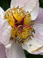 Gefleckter_Schmalbock_25-06-02 17-22-27 0057