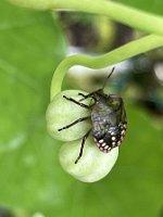 Gruene Reiswanze_23-09-17 16-52-34 7240