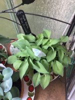 Gruenes_Blatt_20190603_0001