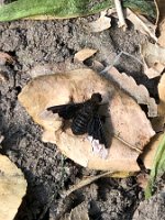 Hemipenthes_morio_20200515_0003