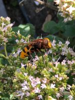 Hornissen-Schwebfliege_20210717_0001