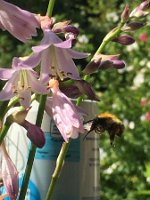 Hummel_in_Hostabluete_20190814_0006