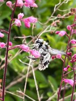 Hummel_paniert_23-08-20 11-36-42 7046