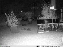 Igel_mit_Jungen_20190715_234127