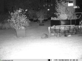 Igel_mit_Jungen_20190910_214633