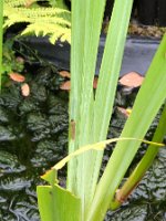 Iris-Blattwespe (Rhadinoceraea micans)_20200704_0002