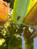 Iris-Blattwespe_25-03-06 14-25-21 9641