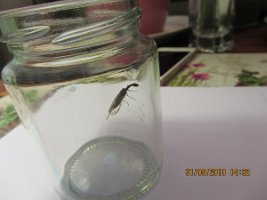 Kamelhalsfliege_20190531_0002