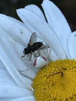 Krabbenspinne_Fliege_23-06-25 10-48-03 6672