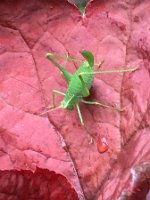 Punktierte Zartschrecke (Leptophyes punctatissima)_20190721_0002