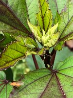 Rhododendronzikade_20200630_0004
