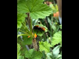 Rotpelzige-Sandbiene_20210420_0003