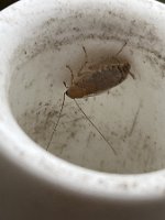 Tanger-Waldschabe_22-08-27 18-06-04 5419