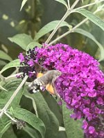 Taubenschwaenzchen_an_Sommerflieder_23-07-13 10-18-53 6785