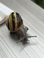 Weissmundige_Baenderschnecke_6753