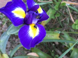 Weisspunkt-Schwertlilienruessler_20190528_0005