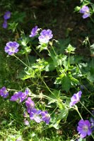 Geranium Pratense-Hybride 'Johnson´s Blue'_20070701_0001