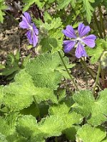Geranium renardii 'Philippe Vapelle'_6412