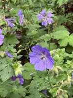 Geranium renardii 'Philippe Vapelle'_8279