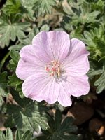 Geranium sanguineum 'Apfelbluete'_8170