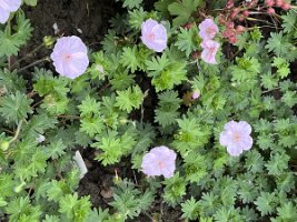 Geranium sanguineum 'Apfelbluete'_8312