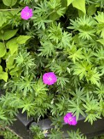 Geranium sanguineum 'Max Frei'_6408