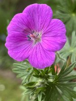 Geranium sanguineum 'Max Frei'_8178