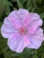 Geranium sanguineum var striatum_6537