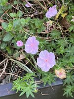Geranium sanguineum var striatum_8234