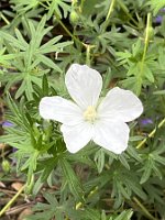 Geranium sylvaticum 'Album'_8277