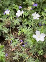 Geranium sylvaticum 'Album'_8278
