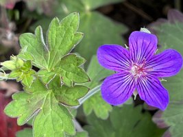 Geranium wlassovianum_23-08-13 12-47-15 6961