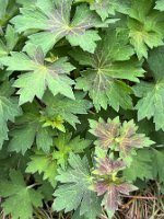 Geranium wlassovianum_6435