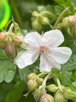 Geranium x cantabrigiense 'Biokovo'_6355
