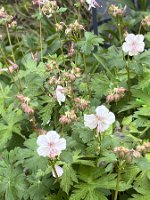 Geranium x cantabrigiense 'Biokovo'_8231