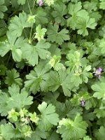 Geranium x cantabrigiense 'Cambridge'_6350