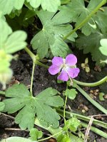 Geranium x cantabrigiense 'Cambridge'_6351