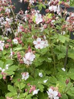 Geranium x cantabrigiense 'Saint Ola'_6342