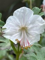 Geranium x cantabrigiense 'Saint Ola'_8172