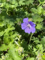 Geranium x magnificum 'Ernst Pagels'_6390