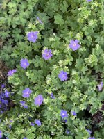 Geranium x magnificum 'Ernst Pagels'_8260