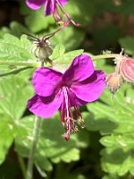 Geranium x magnificum 'Rosemoor'_6416