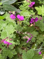 Geranium x magnificum 'Rosemoor'_6419