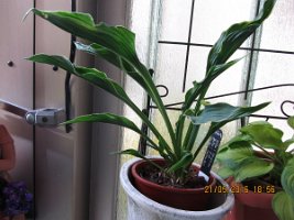 Hosta_PrayingHands_20160521