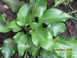Hosta_Rasberry-Sorbet_20140611a