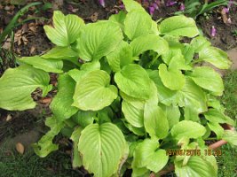 Hosta_Royal Standard– weiß-20160616a