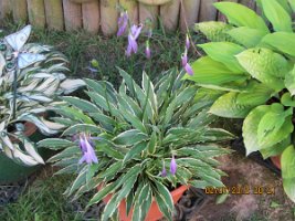 Hosta_Stiletto_20120702a