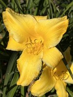 Hemerocallis_Sonnenbarke_24-07-09 18-21-18 8524