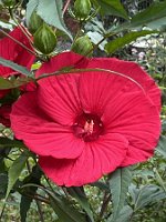 Hibiskus_Fireball_24-09-08 09-59-47 8822